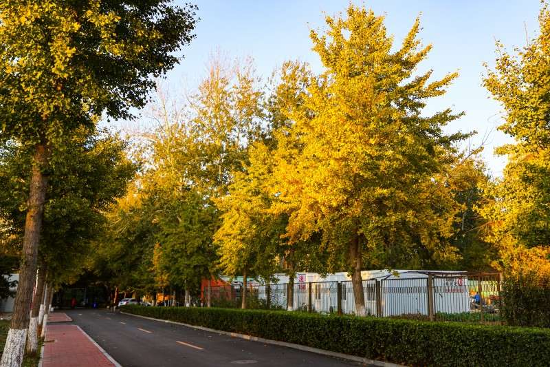 2023年秋季院内道路.jpg